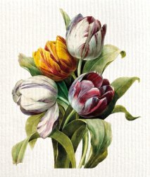 Disktrasa Tulip