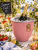 Wine cooler, Pink brass mascarons , Special Edition