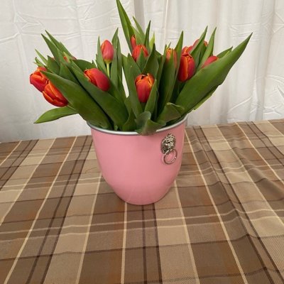 Wine cooler, Pink brass mascarons , Special Edition