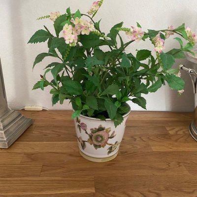 Zoom image of Pottery Small Dalia