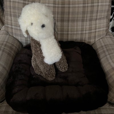 Zoom bild av hund fårskinnspäls gosedjur vovve